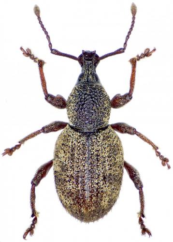 Réf. 244 054 : Otiorhynchus impressiventris